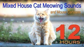 12 Hours of Mixed House Cat Meowing Sounds and Mouse Cartoons