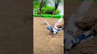 #pigeon #birds #pigeonlover #rollerpigeon #shortvideo #viralvideo