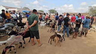 FEIRA DE CARNEIROS E CABRAS DE SANTA CRUZ DO CAPIBARIBE-PE 06/01/2025