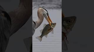 Great blue heron devours huge white perch!! Canon R1+RF 100-500 #wildlife #fishing #canonr1 #birds