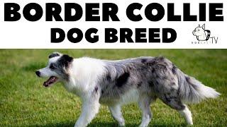 The Border Collie Dog Breed - DogCastTV!