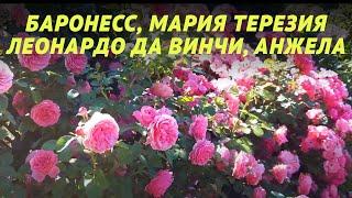 Цветение роз флорибунда. Сорта: Анжела, Мария Терезия, Леонардо да Винчи, Баронесс.