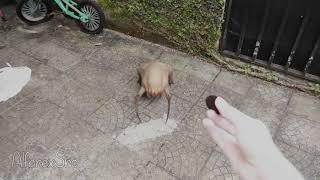 Half Life Headcrab in real life