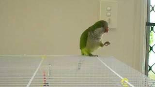 Abby - Green Quaker Parrot
