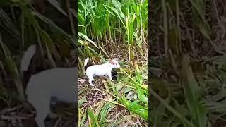 Harvest Helper