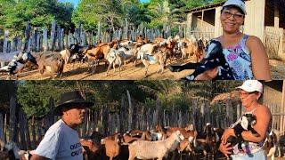 VISITANDO UM CRIADOR DE CABRAS EM PIRITIBA-BA| Val de Du