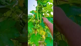 #RidgeGourd #gorurd #greenery #garden #nature #gardenig #plants 16/06/2024
