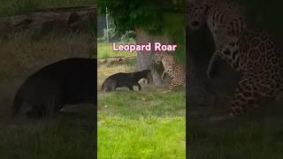 Animal's bitting Animals Grizzy bear || #animals #documentary #wildlife #wildanimals