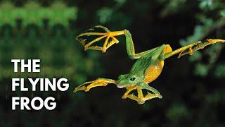 A Flying Frog? | Wallace’s Flying Frog