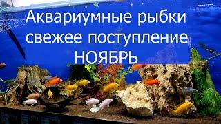 Аквариумные рыбки, новинки и не только. Великий Новгород, аквариумный магазин АКВАЛЮБИТЕЛЬ.