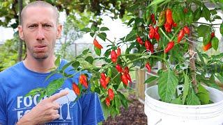 You're Being LIED to about Growing in Containers...