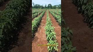 Tanam cabai sistem irigasi tetes #farming #pertanian #cabe