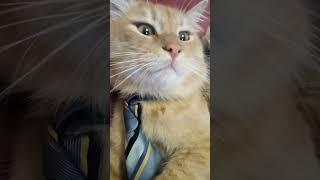 ВАЖНЫЙ КОТ.