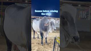 season KTM missing the vibes || maweshi mandi #cow #cowmandi