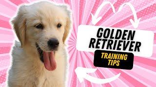 3 TIPS FOR TRAINING YOUR GOLDEN RETRIEVER