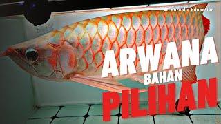 BANYAK PILIHAN BAHAN ARWANA SPEK BAGUS DI KIOS INI !!! HARGA IKAN ARWANA DI JATINEGARA TERBARU