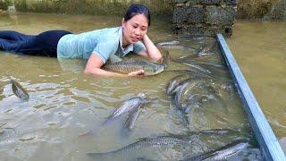 How to harvest fish in ponds for sale and release fish into ornamental fish ponds