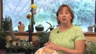 Flower Gardening Tips : How to Grow Nicotiana