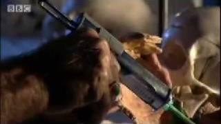 Neanderthal: Simple Minded or Intelligent? - BBC Science