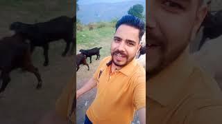 #dhebra harchi gena #sortsvideo #viral gadwali