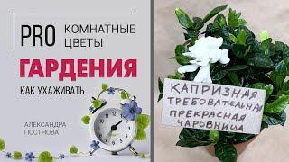 Комнатное растение Гардения - правила дружбы с прекрасной капризулей. Как ухаживать за гарденией.