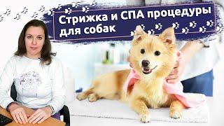 Будни грумера: Стрижка и СПА процедуры для собак | Ветеринарная клиника "В добрые руки"