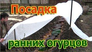 Посадка ранних огурцов в грядки с компостными дорожками (укр.)