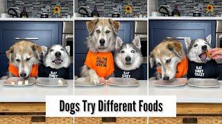 Dogs Try Different Foods