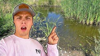 This Hidden Swamp Was Loaded With Fish! (Rare Catch)