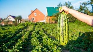 10 Essential Plants Every Southerner Should Grow | Southern Living