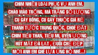 11/10/24 : tiểu thanchào màochoè đấthút mậtthanh tước trung quốcuyên ươngtiểu micu gáy bông