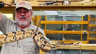 Unboxing 3 Venomous Snakes