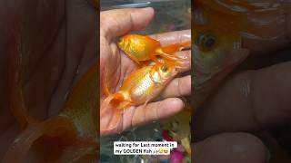my last message for fish lovers  !! #goldenfish #goldfish #trendingshorts #viralfish