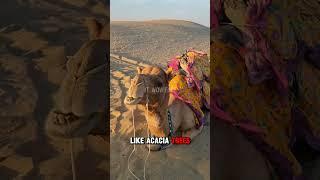 The Sahara Desert: More Than Just Sand? #facts #wowfact #history