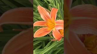 Какая красота рядом!Лилейник оранжевый!//orange daylily