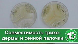 Триходерма и сенная палочка: дружба или вражда? Совместимость биопрепаратов.