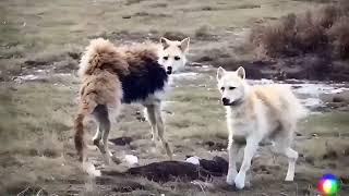 Нейросеть попросили создать милое видео с собачками – в ответ получили дичайшую крипоту