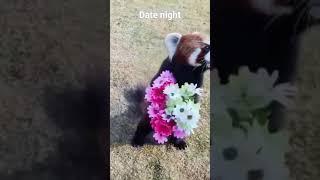  'Date Night Delight: Red Panda's Romantic Gesture' ️