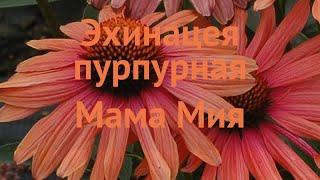 Эхинацея пурпурная Мама Мия (echinacea purpurea)  обзор: как сажать, саженцы эхинацеи Мама Мия