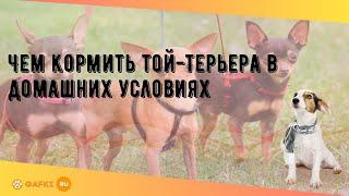 Чем кормить той-терьера в домашних условиях