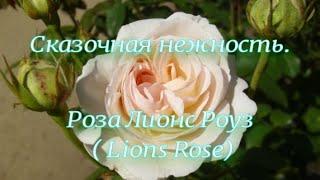 Сказочная нежность. Роза Лионс Роуз ( Lions Rose).  Питомник растений Е. Иващенко