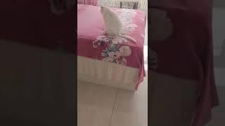 Gato se venga por que su comida no era wiskas