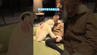用爹前：爹地我委屈貼貼 用爹後：老登臭手拿走 #哈士奇 #万万没想到