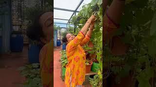 happy gardening  #seetha #chef #delicious #saree #garden #foodie #food