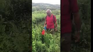 A new and fast way of pruning and trimming tea bushes!   so fassssssst!!