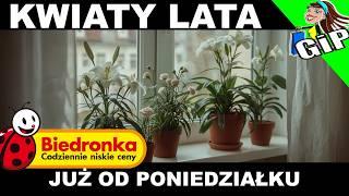 BIEDRONKA | Kwiaty i rośliny doniczkowe w promocji od poniedziałku 23.06.2025.