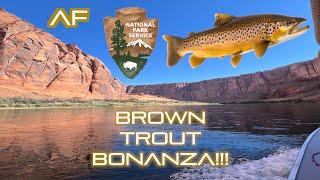 ARIZONA FISHING FOR TROUT AT LEES FERRY!!! (Brown Trout Bonanza)