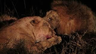 Fearless Lioness Taking on Male Lions!