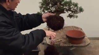 Bonsai Tree Repotting Tutorial | Peter Chan