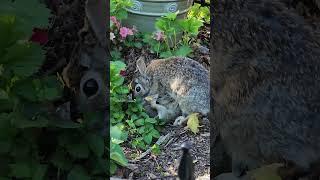Baby Bunnies!  Yes, I will share my garden with you. #garden